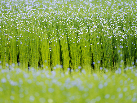Flax field in bloom